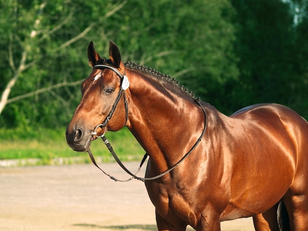 Caballo marrón de pie contra los árboles