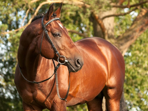 Caballo marrón de pie contra los árboles