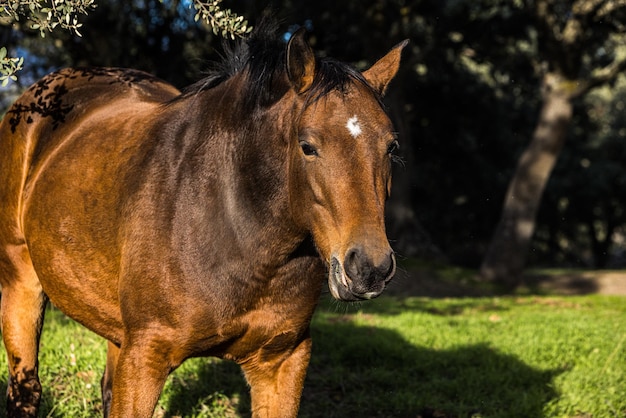 Caballo marrón en un prado Fauna ecuestre animal doméstico y concepto de mascota