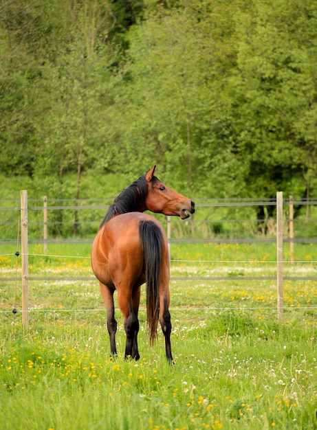 Caballo marrón en un prado verde