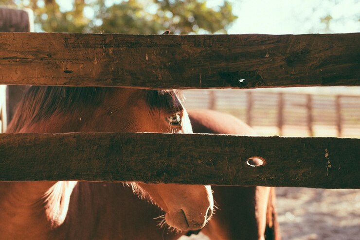 Foto caballo marrón visto a través de la valla