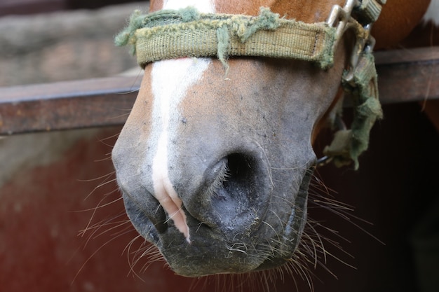 Caballo marrón