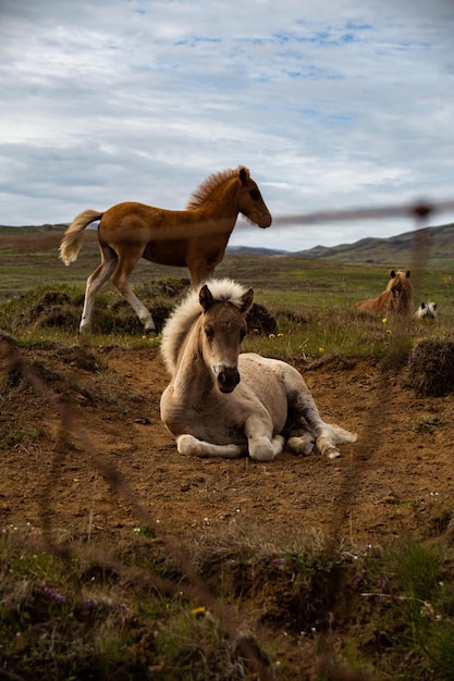 Foto caballo marrón