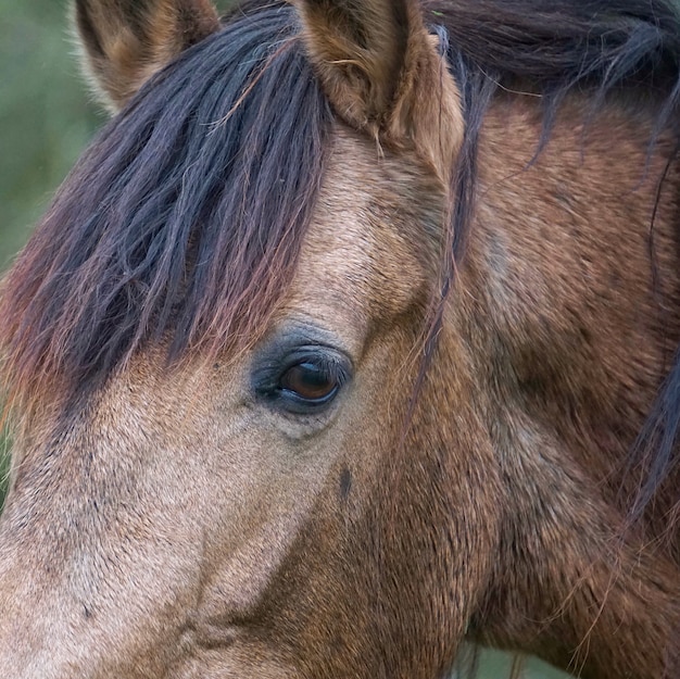 el caballo marrón