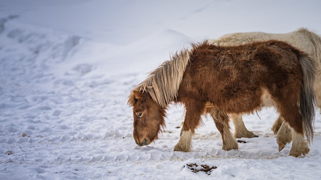 Caballo miniatura pastando en invierno