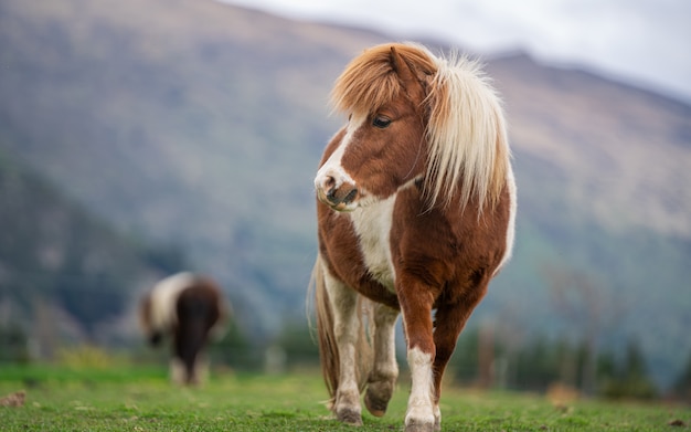 Caballo en miniatura en pasto verde