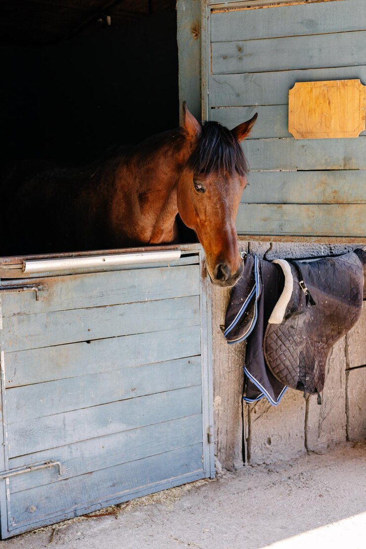 Foto caballo mirando desde un establo con una silla de montar colgada cerca en un entorno rural
