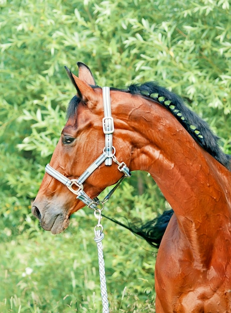 Caballo mirando hacia otro lado mientras está de pie contra los árboles