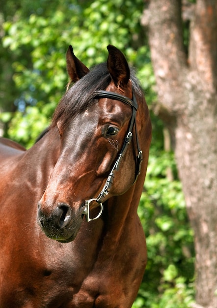 Foto caballo mirando hacia otro lado mientras está de pie contra los árboles