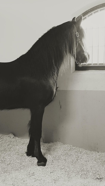 Foto caballo mirando por la ventana