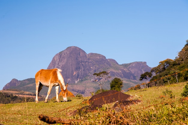 Caballo y montañas rocosas en Brasil