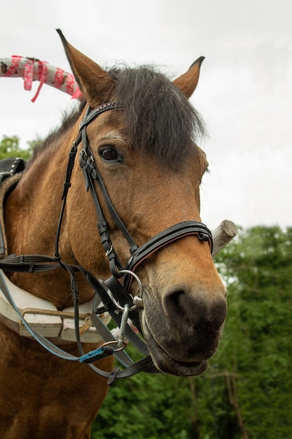 Un caballo para montar a los niños en el contexto de la naturaleza.