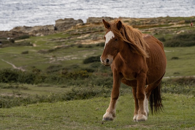 Foto caballo en el monte con el mar al fondo.