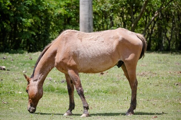 Caballo en la naturaleza alimentando hermoso y con pelo suave.