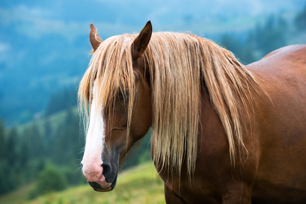 Caballo en la naturaleza en las montañas.