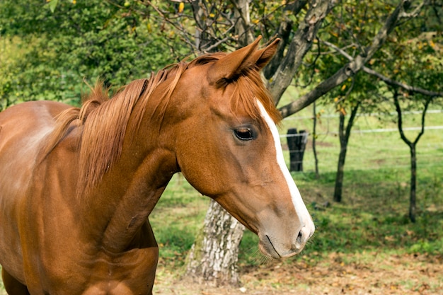 Caballo en la naturaleza. Retrato de un caballo, caballo marrón