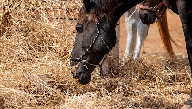 Caballo negro comiendo paja en una granja