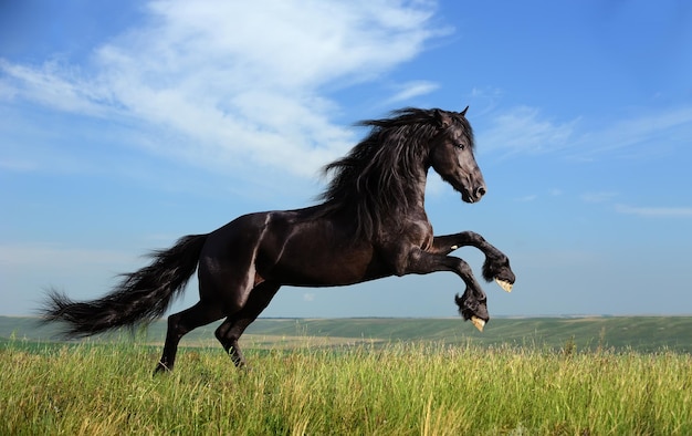 Foto caballo negro corriendo en un campo