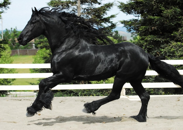 Un caballo negro con una hermosa melena corre.