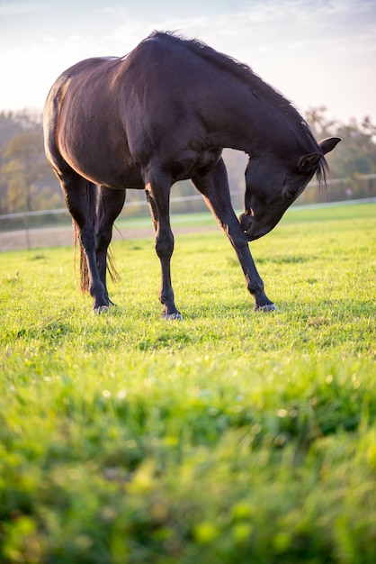 Caballo negro joven hermoso en un prado verde iluminado por los rayos del sol de la tarde.