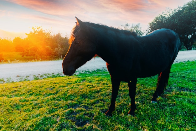 Caballo negro a la luz del sol