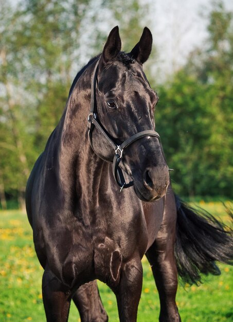 Foto caballo negro de pie en tierra