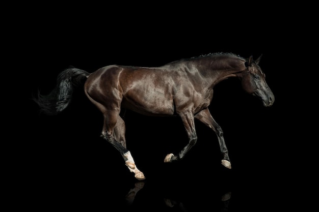 Caballo negro sobre un fondo negro