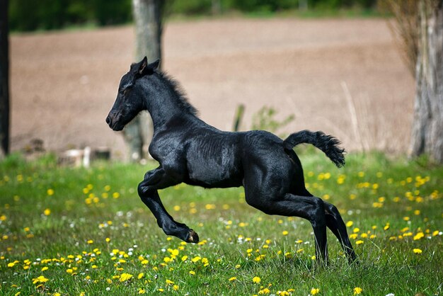 Foto caballo negro