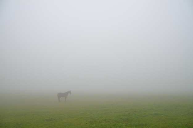 Caballo en niebla