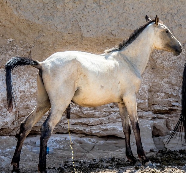 El caballo orina en la arena.