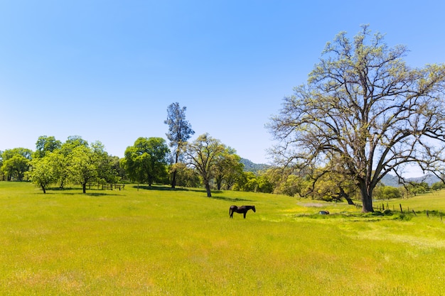 Caballo oscuro en praderas de California praderas