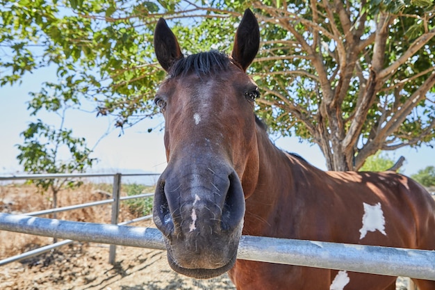 Caballo en el paddock en la naturaleza cerca del árbol Cerrar