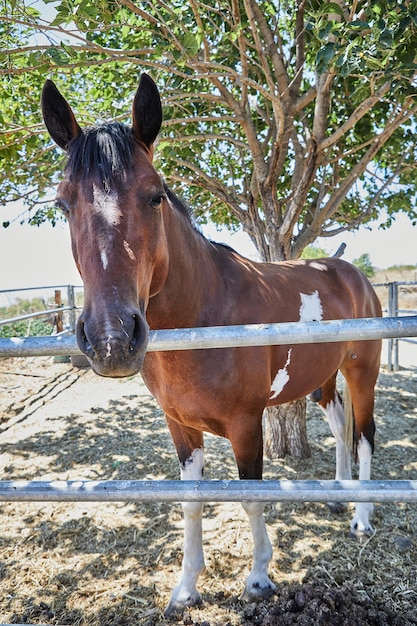 Caballo en el paddock en la naturaleza cerca de un árbol