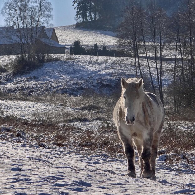 Foto caballo en un paisaje cubierto de nieve