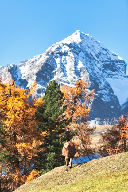 Un caballo en un paisaje de otoño de alta montaña en los Alpes suizos