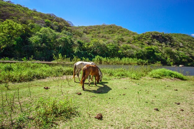 Caballo en paisaje verde