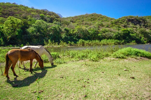 Caballo en paisaje verde