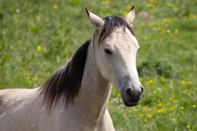 Caballo pálido de pie en el campo en Outer Hope en Devon