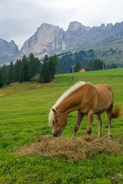 Caballo Palomino en los Alpes