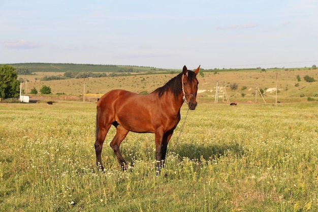 Un caballo parado en un campo.