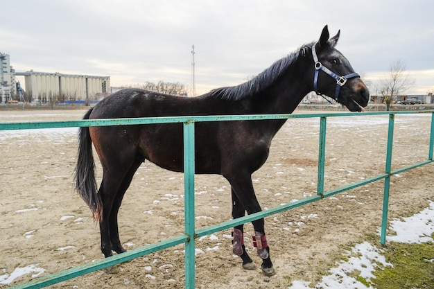 El caballo paseó por el estadio Caballo montable