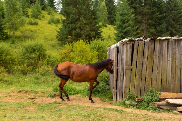 El caballo pasta junto a una nuez de madera.