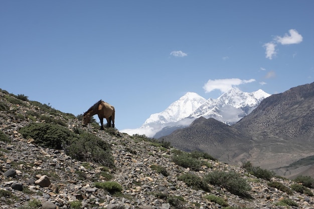 Un caballo pasta en la ladera de una montaña en el Himalaya