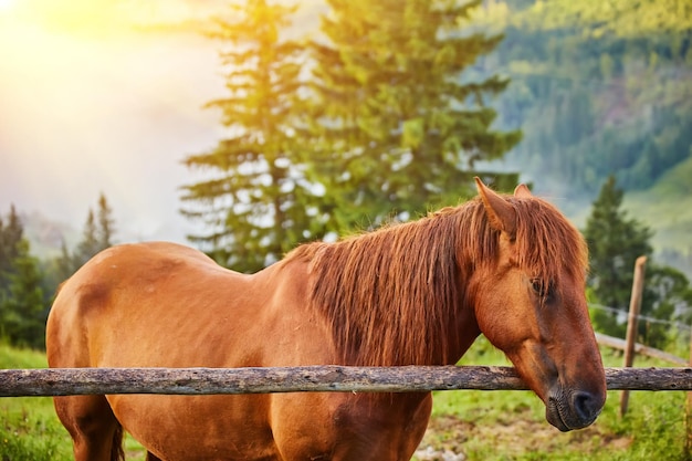 El caballo pasta en un pasto de montaña donde, después de la lluvia, los pastos verdes en la zona alpina de los Cárpatos se cubren con un mar de niebla