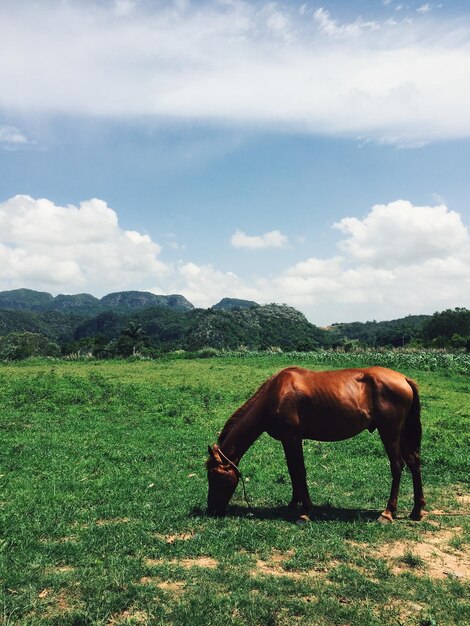 Foto caballo pastando en el campo contra un cielo nublado