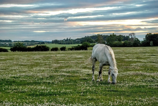 Foto caballo pastando en un campo cubierto de hierba contra un cielo nublado