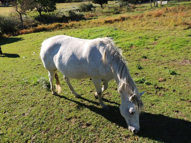 Foto caballo pastando en el campo durante un día soleado