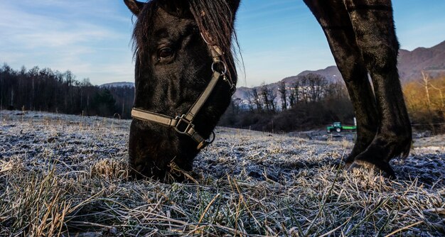 Caballo pastando en el campo durante el invierno