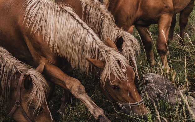 Foto caballo pastando en un campo