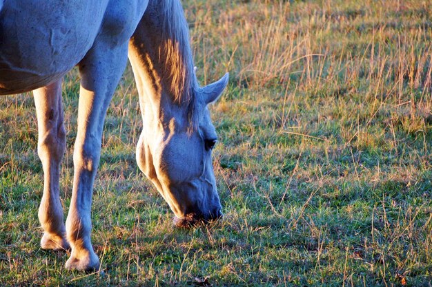 Foto caballo pastando en un campo